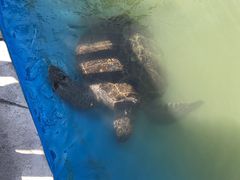 -广东惠东海龟国家级自然保护区