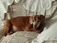 -瑞派康怡24h宠物医院·犬猫医疗中心·微创绝育(瑞景分院)