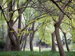 -上海共青森林公园