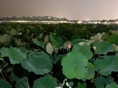 -西湖外事游船(花港观鱼码头)