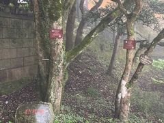 -普陀山风景区-佛顶山