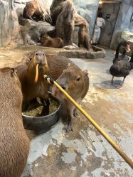 -Zoolung Zoolung动物主题公园(海信广场店)