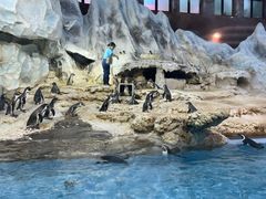 -帝企鹅自助餐厅•儿童岛•真企鹅(长隆企鹅酒店)