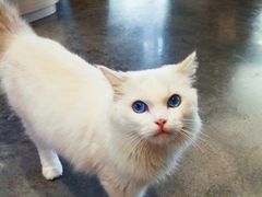 -瞄一喵猫咖(格力海岸店)