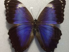 -上海昆虫博物馆