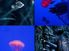 -上海海洋水族馆