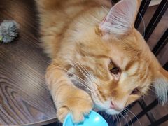 -蓝鲸·缅因猫舍