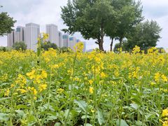 -长白岛森林公园