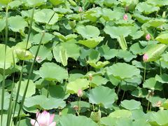 -羊亭河湿地公园