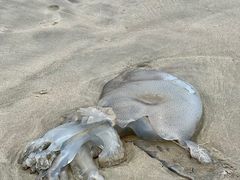 -西涌国际滨海旅游区