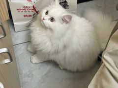 -安安宠医宠物医院·异宠·犬猫内科(岳阳分院)