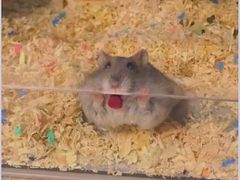 -京都亭(沙柳路店)