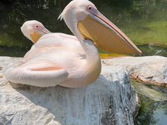 -昆明动物园