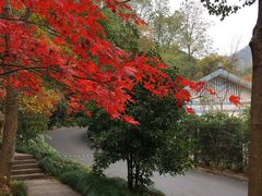 -西湖风景区-江洋畈生态公园