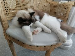 -共舞时光猫咖·狗咖(新街口店)
