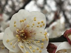 -香雪海