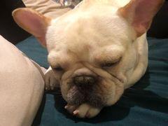 -more than meow吴止猫主题餐厅(承德 中船汇店)