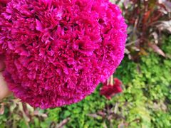 -小八仙·八方(移民广场店)