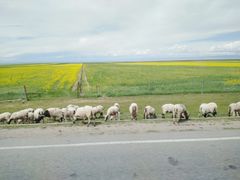 -青海湖国家重点风景名胜区