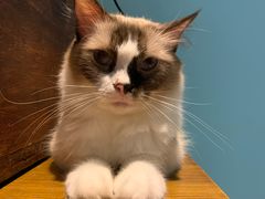 -猫色咖啡·猫咖