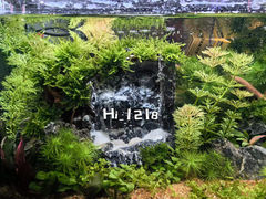 -花鸟鱼虫鲜花绿植市场(玉泉路店)