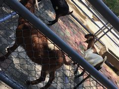 -长白岛森林公园