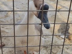 -河北村民俗体验园