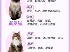 -lincat·猫舍(广州店)