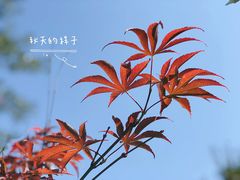 -广州市帽峰山景区