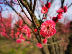 -花开海上生态园