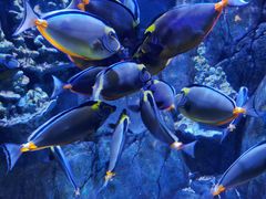 -成都浩海立方海洋公园