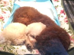 -1013 PET SHOP 宠物商店(近铁城市广场店)