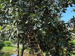 -塘栖枇杷特色园区