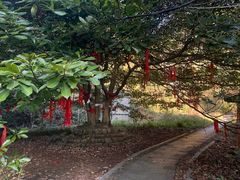 -午潮山国家森林公园