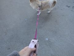 -瑞派宠物医院·犬猫全科·猫友好(宾水西道店)