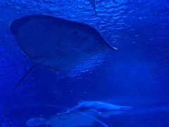 -上海海洋水族馆