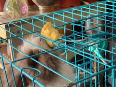 -志龙皇冠吃货椰子铺