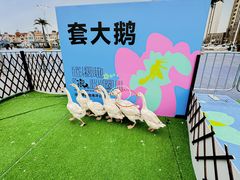 -海合安天津极地海洋公园
