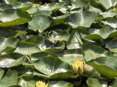 -白鹭湾湿地公园