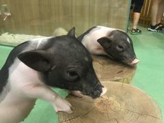 -藦茜花园宠物主题亲子互动体验馆(国顺东路店)