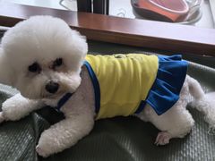 -瑞鹏宠物医院(大运分院)