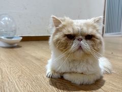 -1013 PET SHOP精品宠物商店(丁香店)