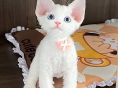 -山宅一喵德文卷毛猫舍