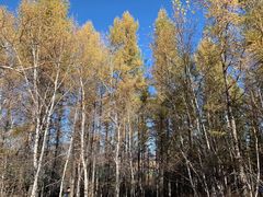 -塞罕坝国家级自然保护区