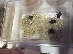 -上海大自然野生昆虫馆(东方明珠·爬宠昆虫探索中心)