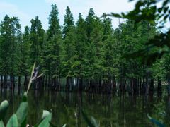 -白鹭湾湿地公园