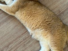 -有猫主题·治愈系猫咖(曾厝垵店)