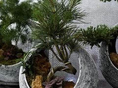 -三圣花乡旅游区