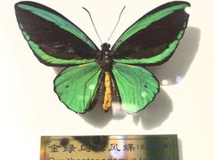 -上海昆虫博物馆