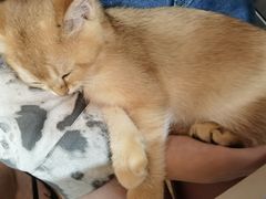 -pd派德宠物中心医院24H急重症·眼科中心·血液透析中心(嵩山北路店)